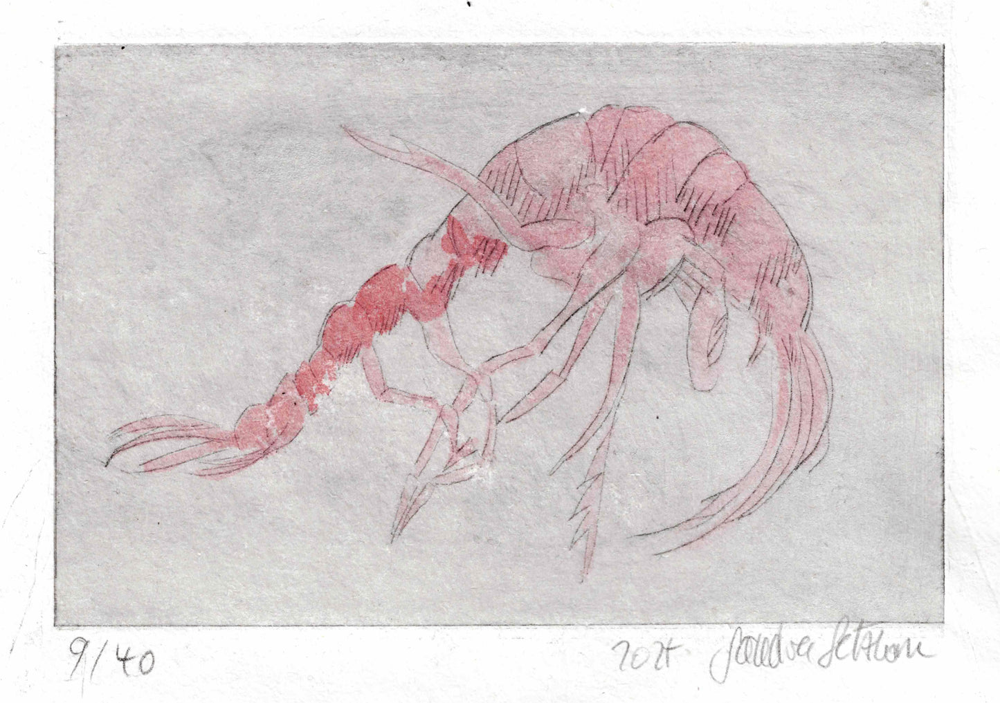 Svalbard Wildlife Etching Print Series - Krill
